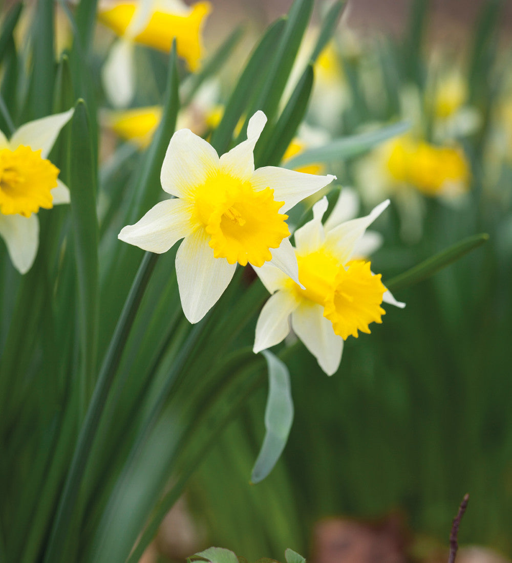 Narcissus 'Topolino'