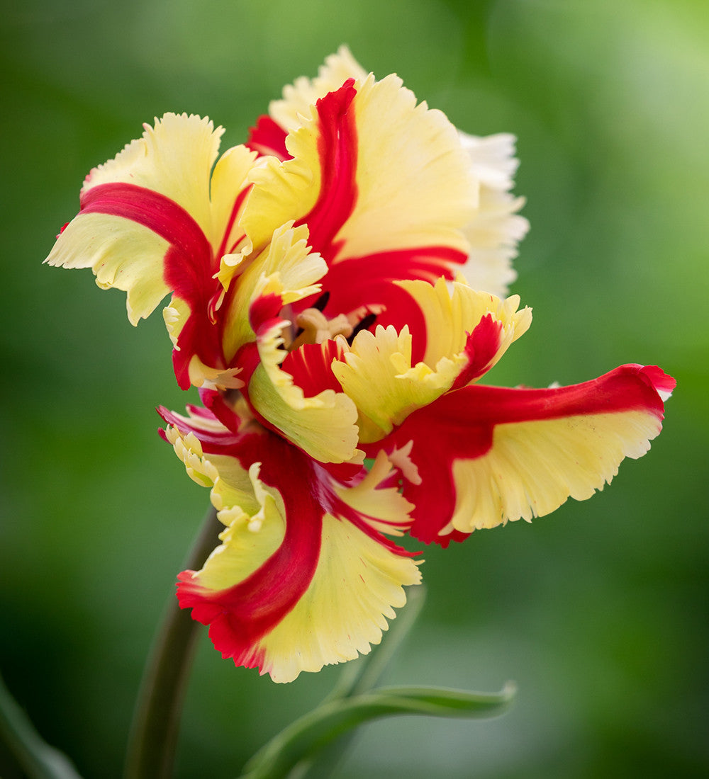 Tulip 'Texas Flame'