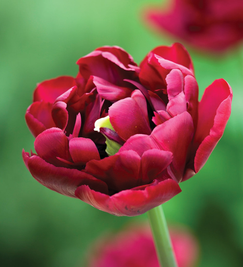 Madame de Pompadour Tulip Collection