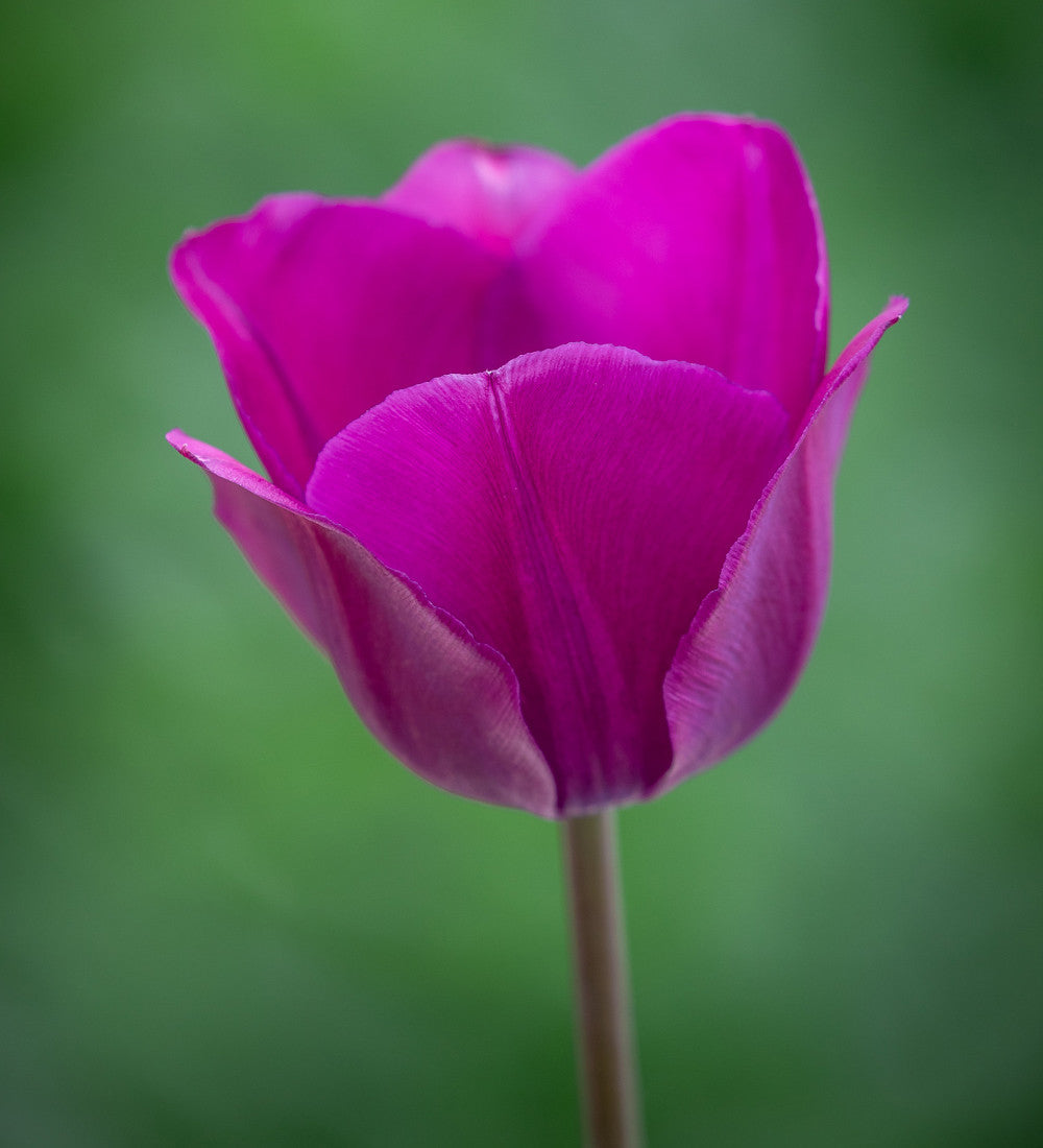 Tulip 'Negrita'