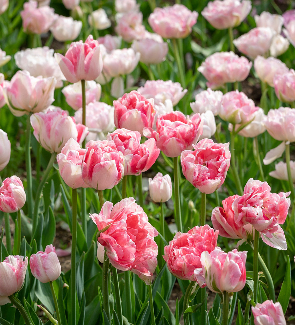 Tulip 'Finola'