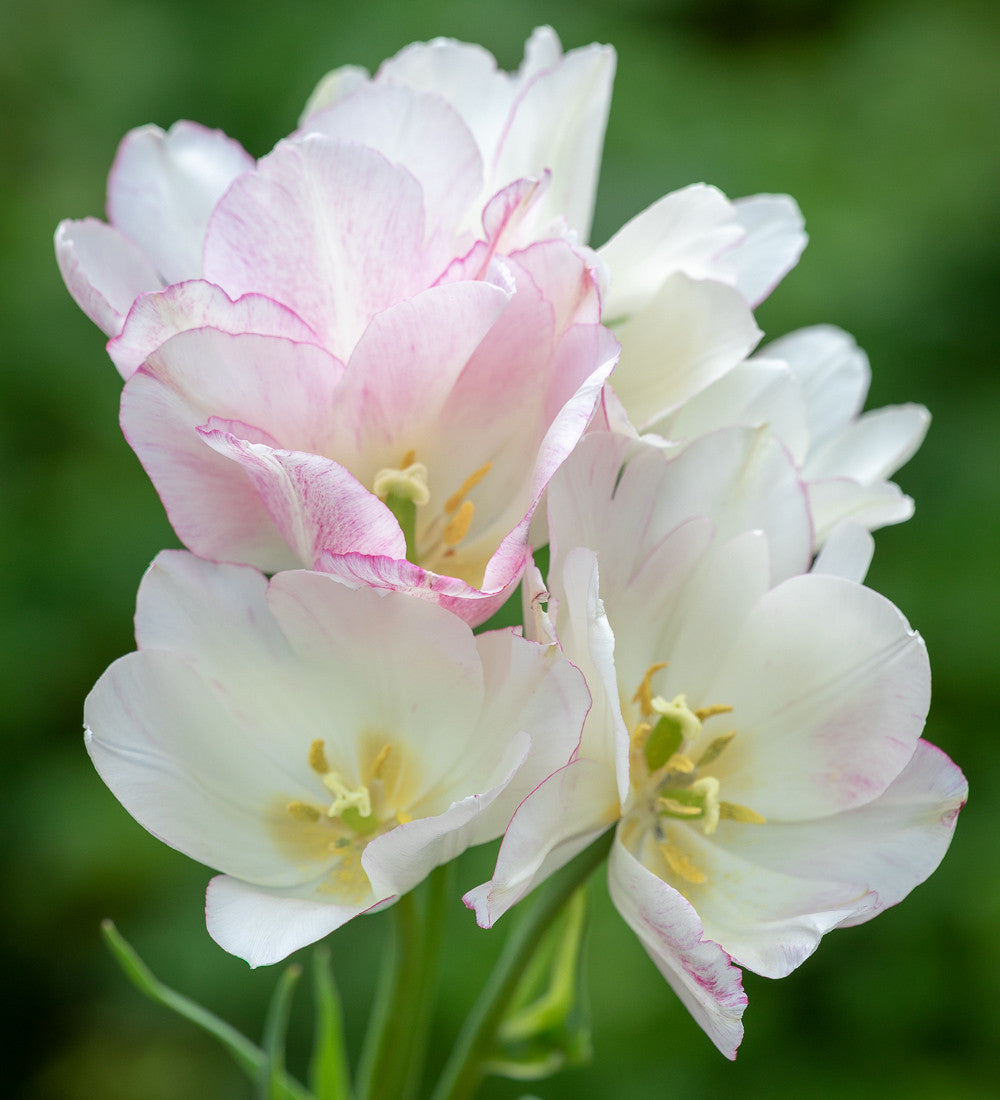 Tulip 'Candy Club'