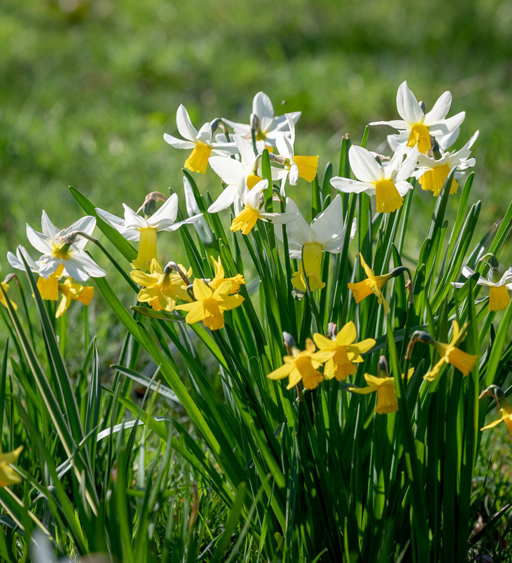 Narcissus for Grass Collection