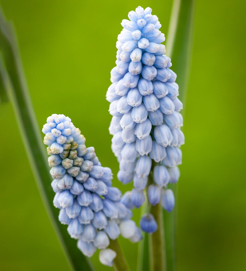 Muscari Collection
