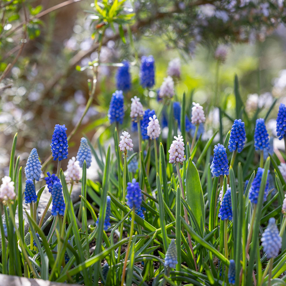 Muscari Collection