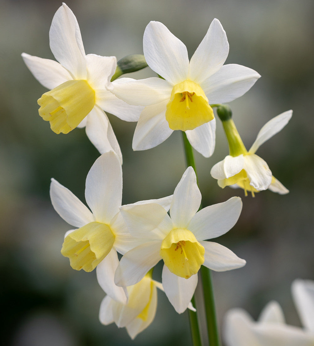 The Spring Window Box Collection