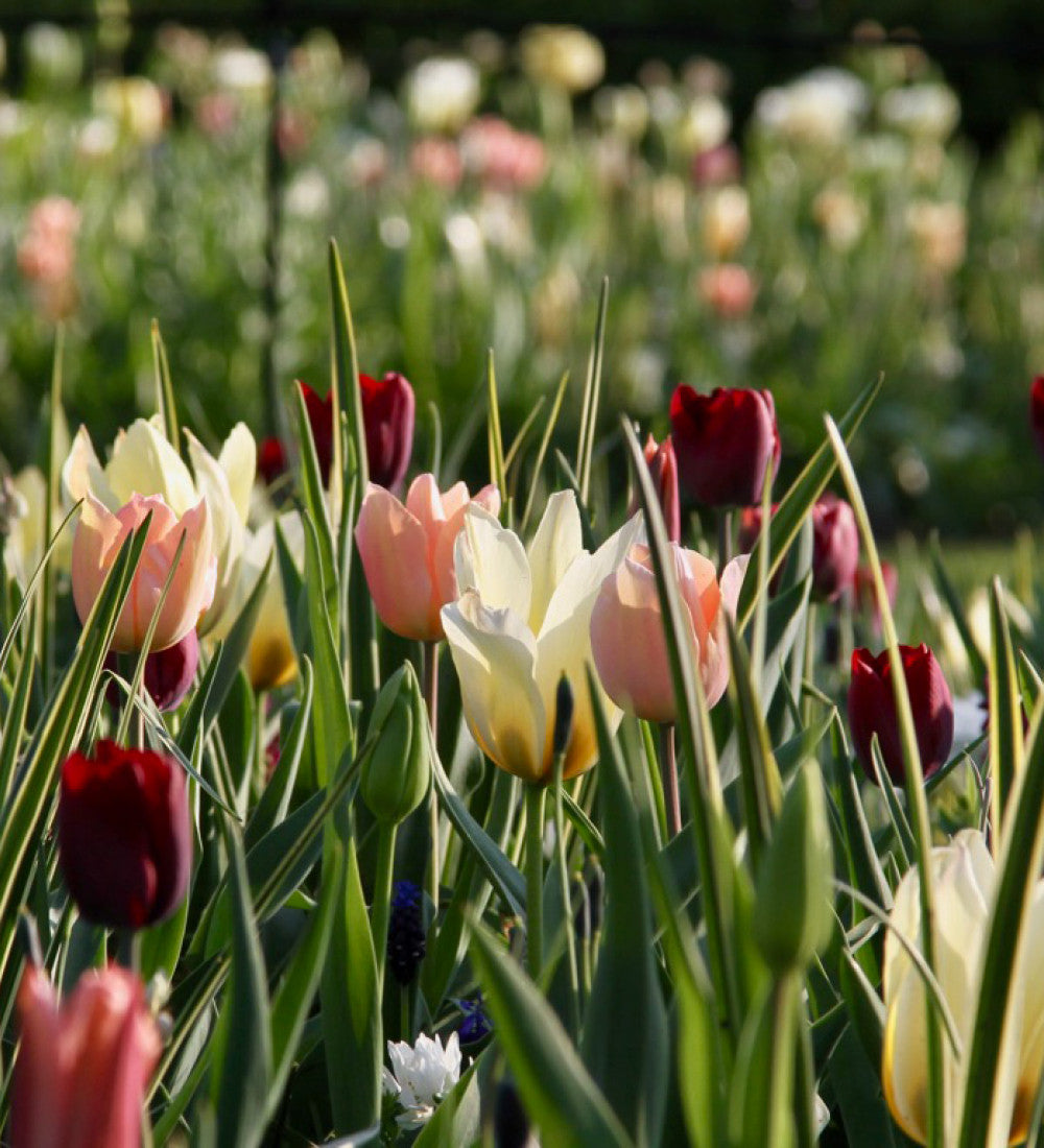 Tulip and Camassia Drift Mix