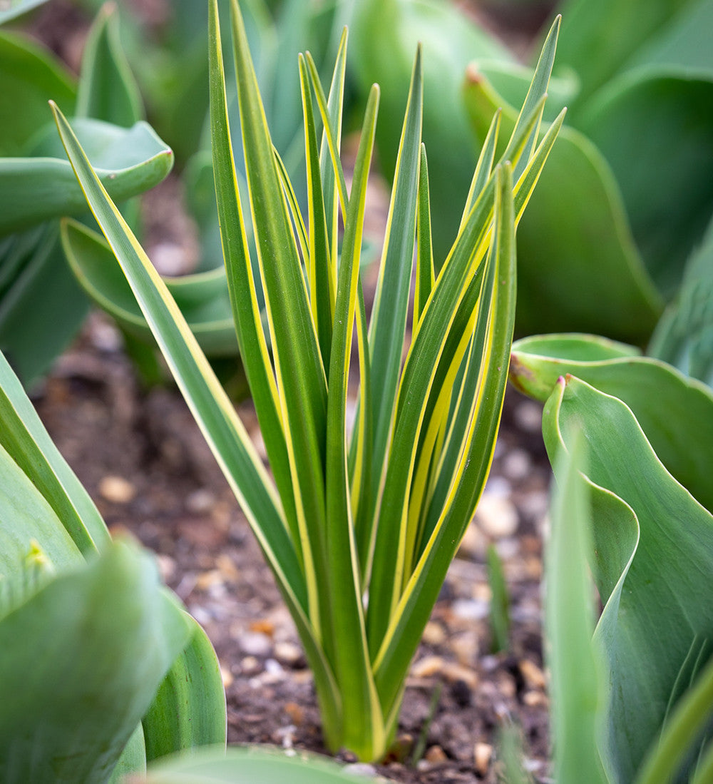 Tulip and Camassia Drift Mix