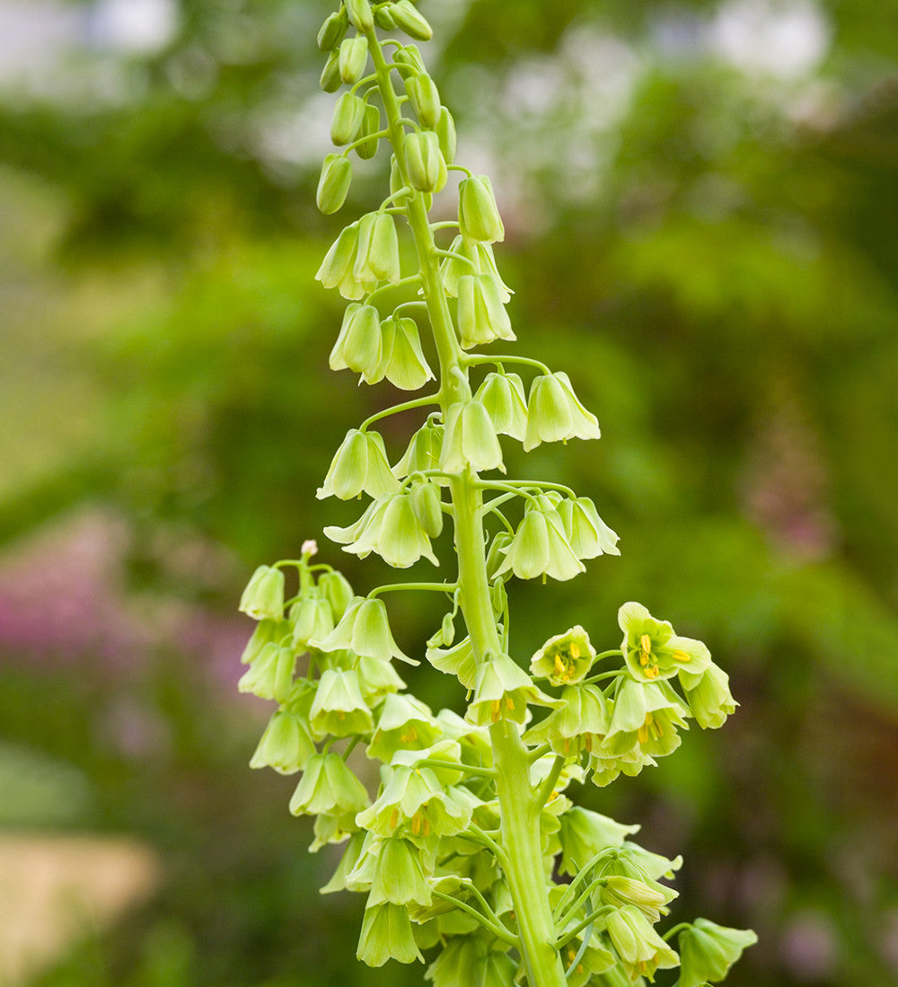 Fritillaria persica 'Ivory Bells'