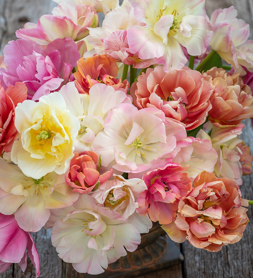 Rose Bowl Tulip Collection