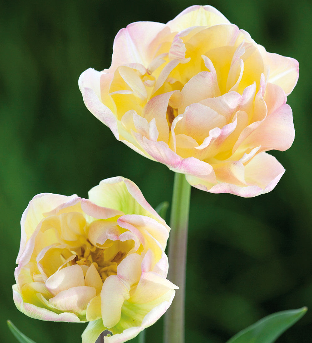 Rose Bowl Tulip Collection