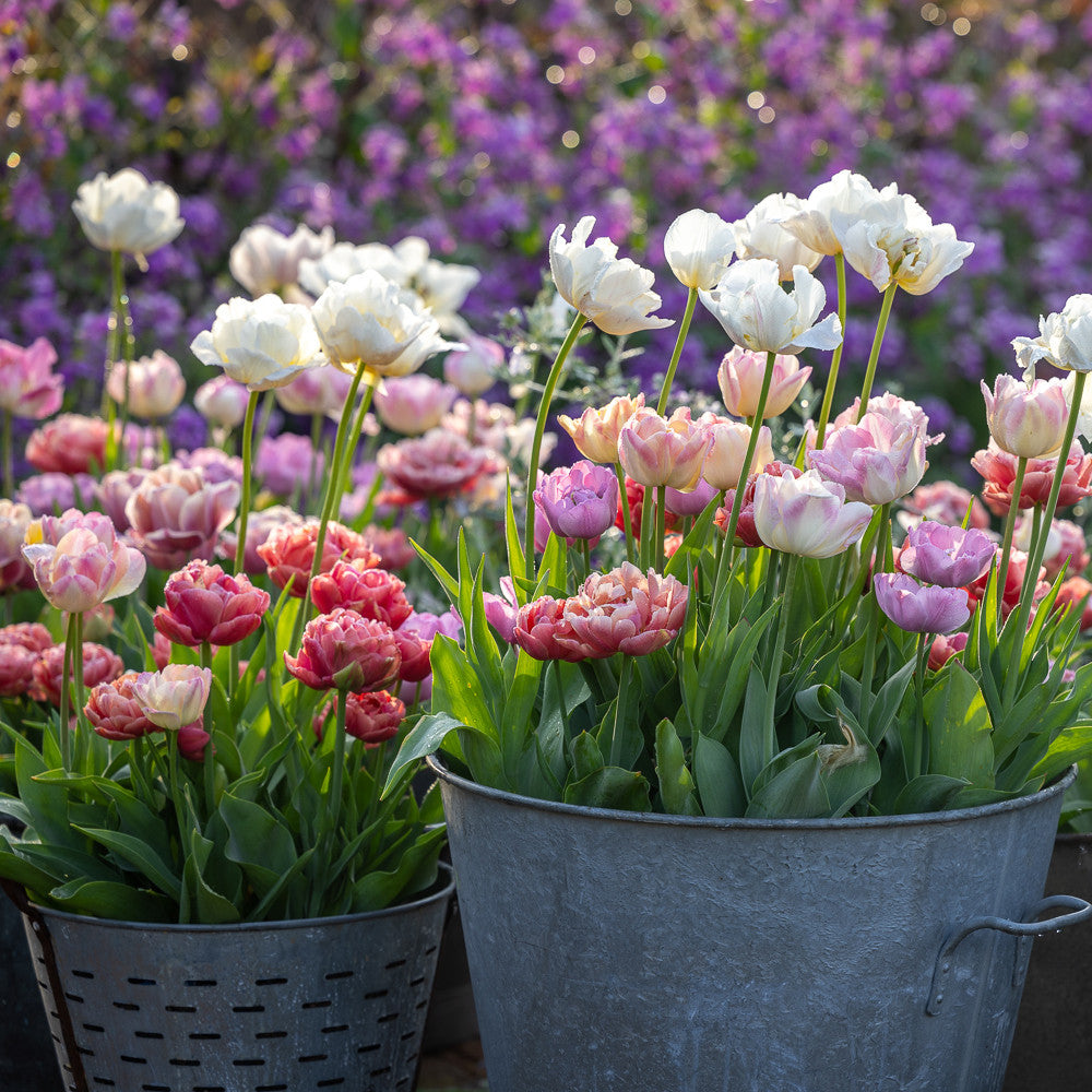 Rose Bowl Tulip Collection