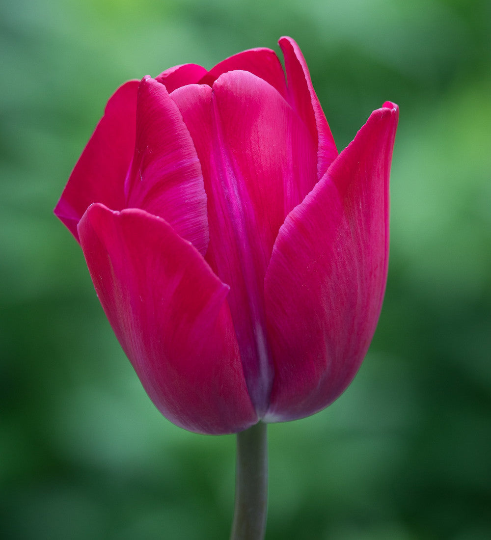 Spring Sunset Tulip Collection