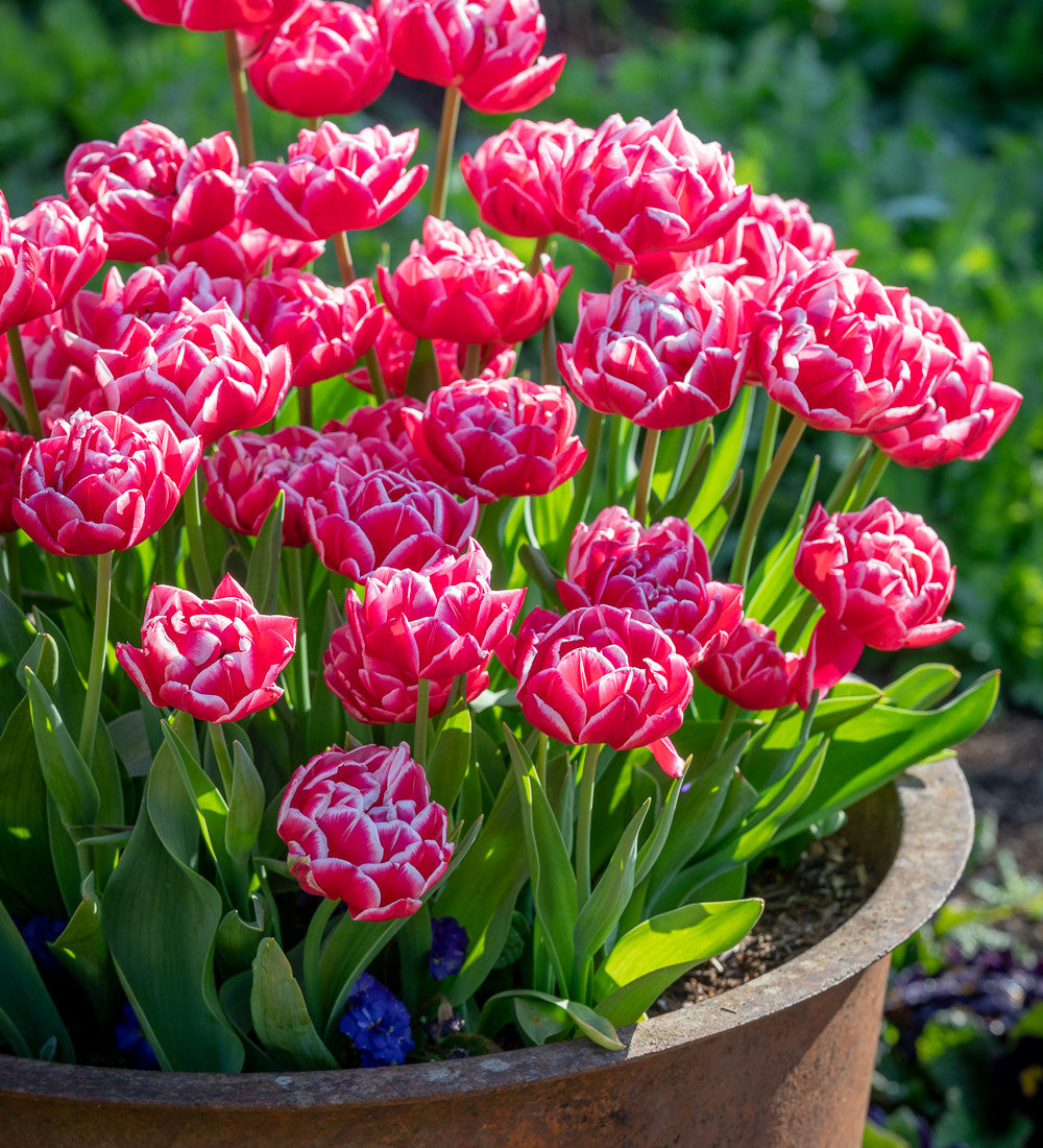 Tulip 'Columbus'
