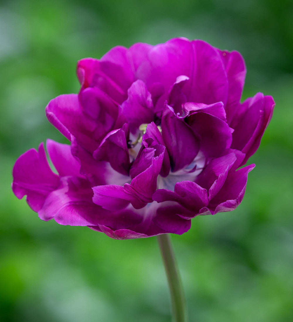 Tulip 'Negrita Double'