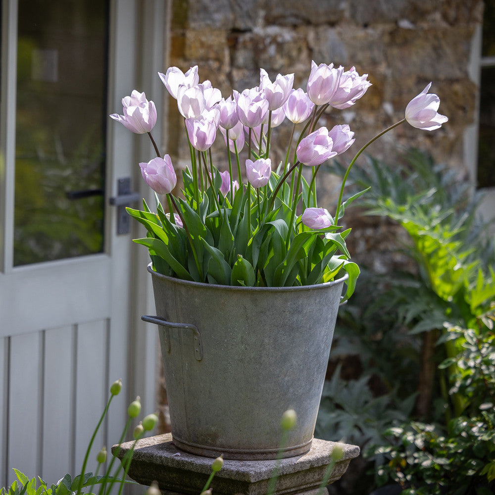 Tulip 'Silver Cloud'