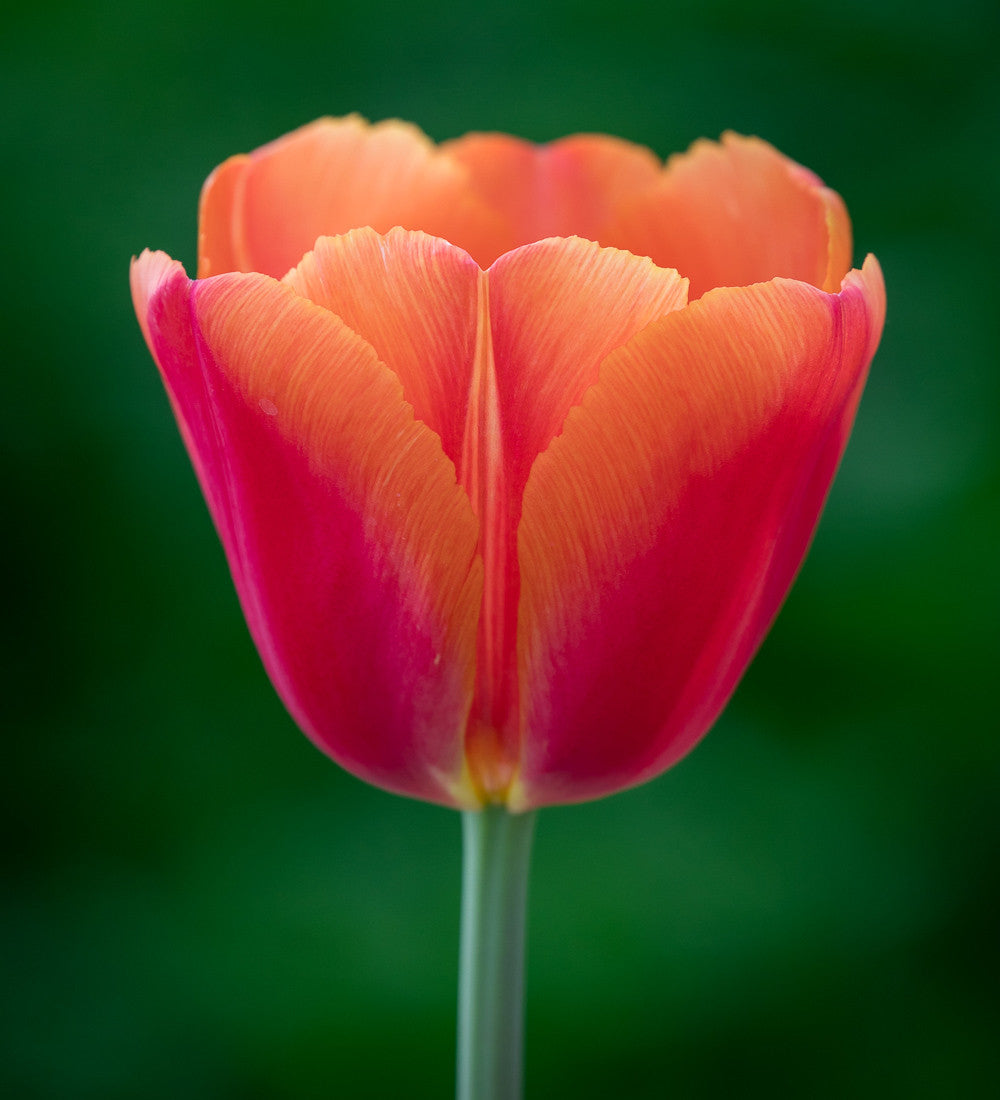 Tulip 'Time Out'