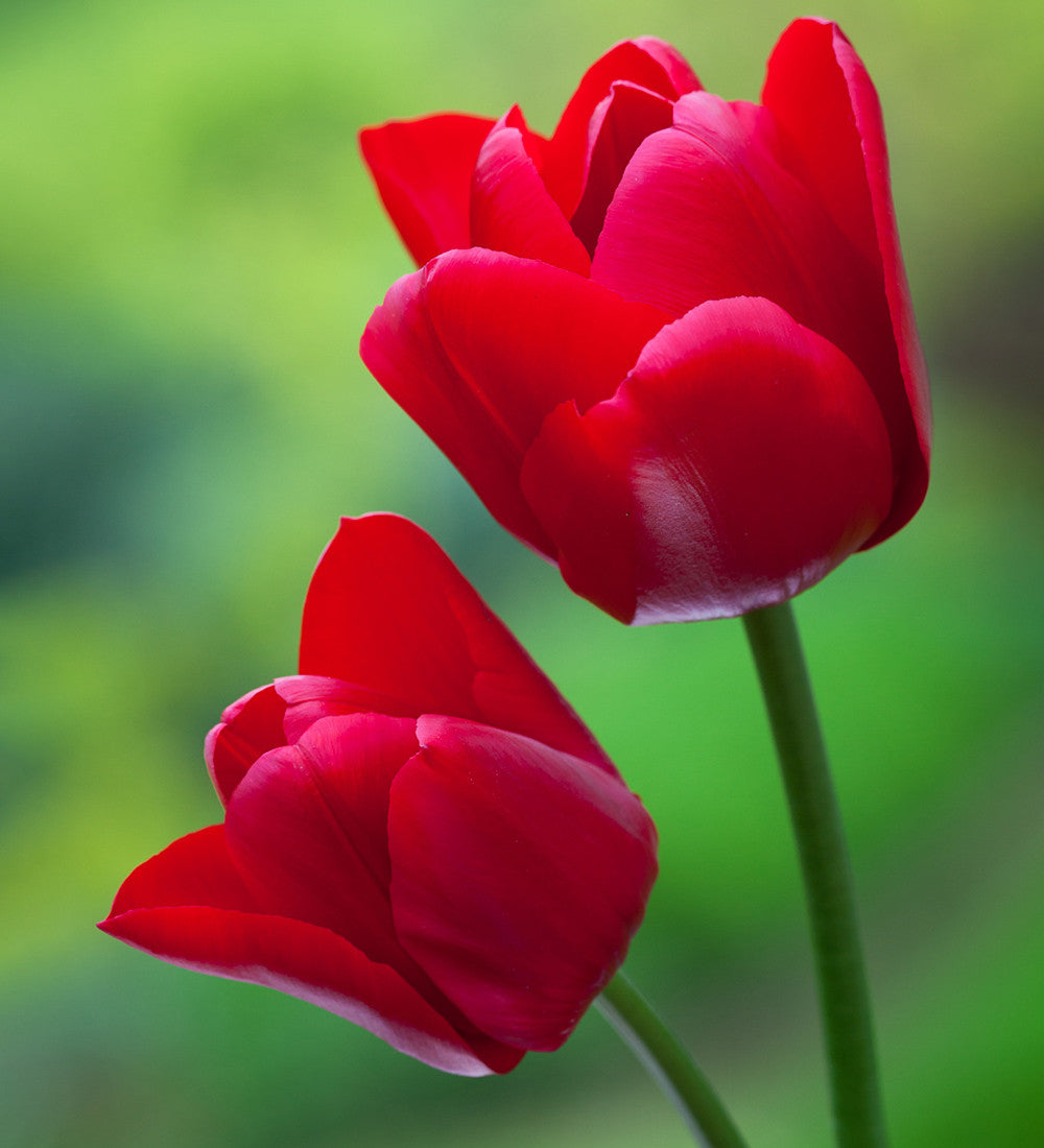 Tulip 'Unique de France'