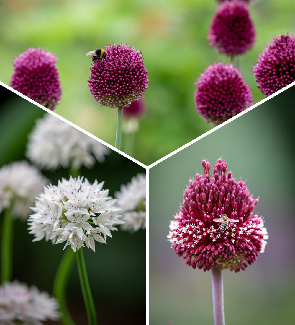 Buy Miniature Jewels Allium Collection | Sarah Raven