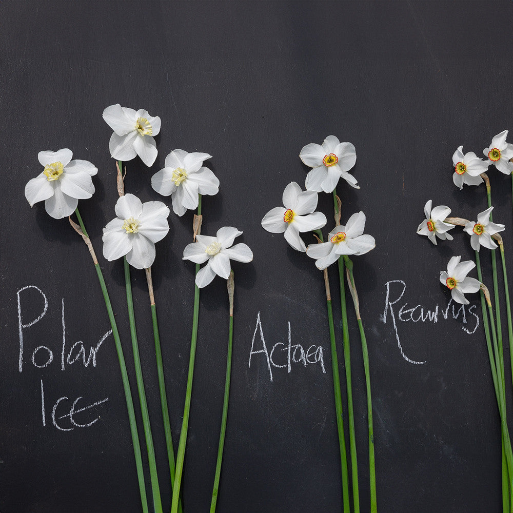 Pheasant's Eye Narcissus Collection