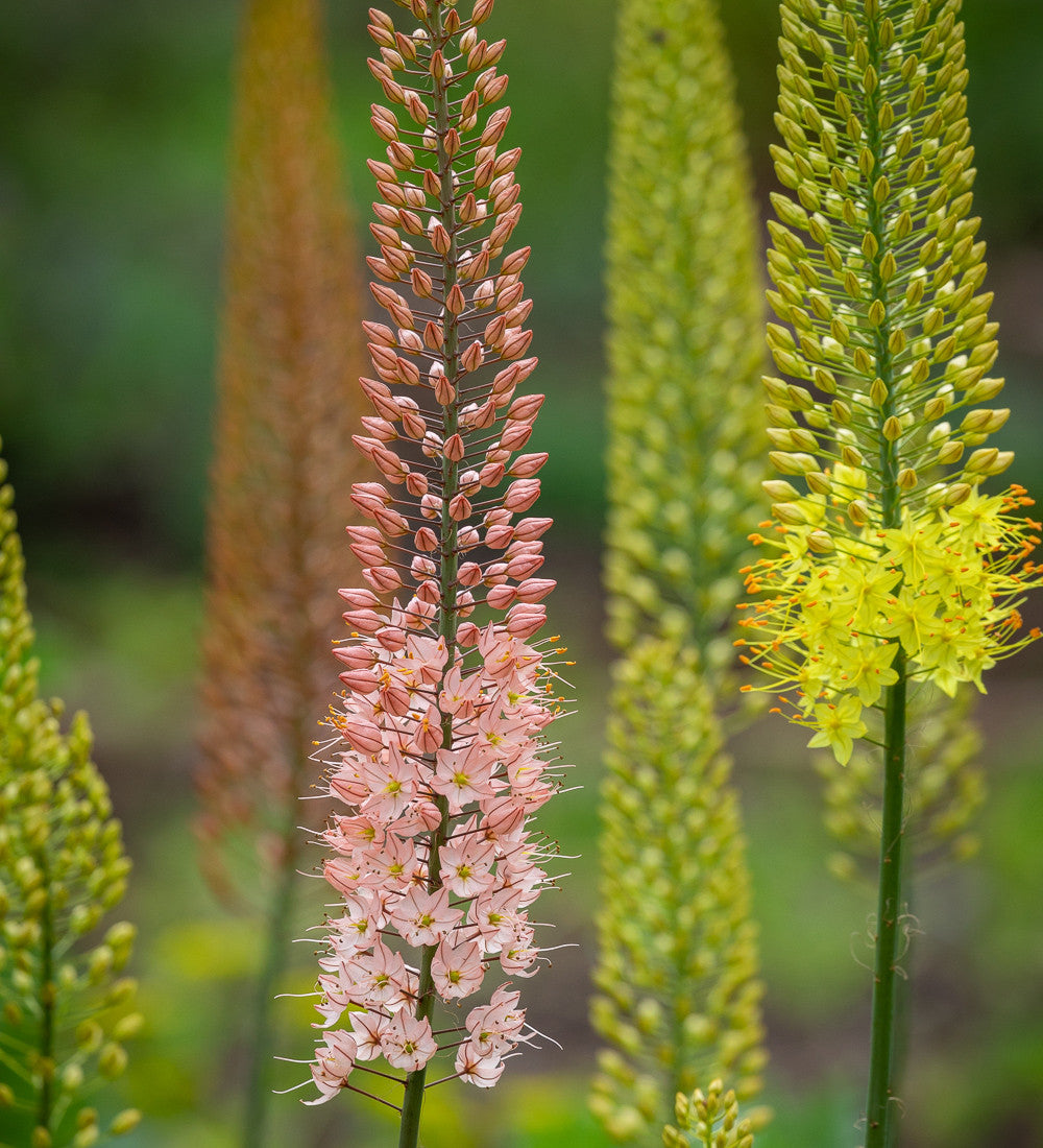 Eremurus x isabellinus Ruiter hybrids