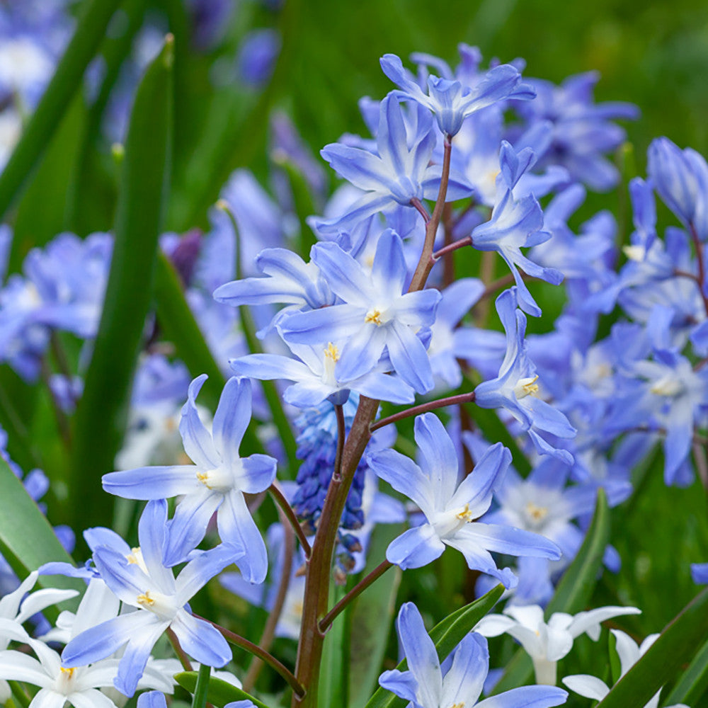 Chionodoxa luciliae