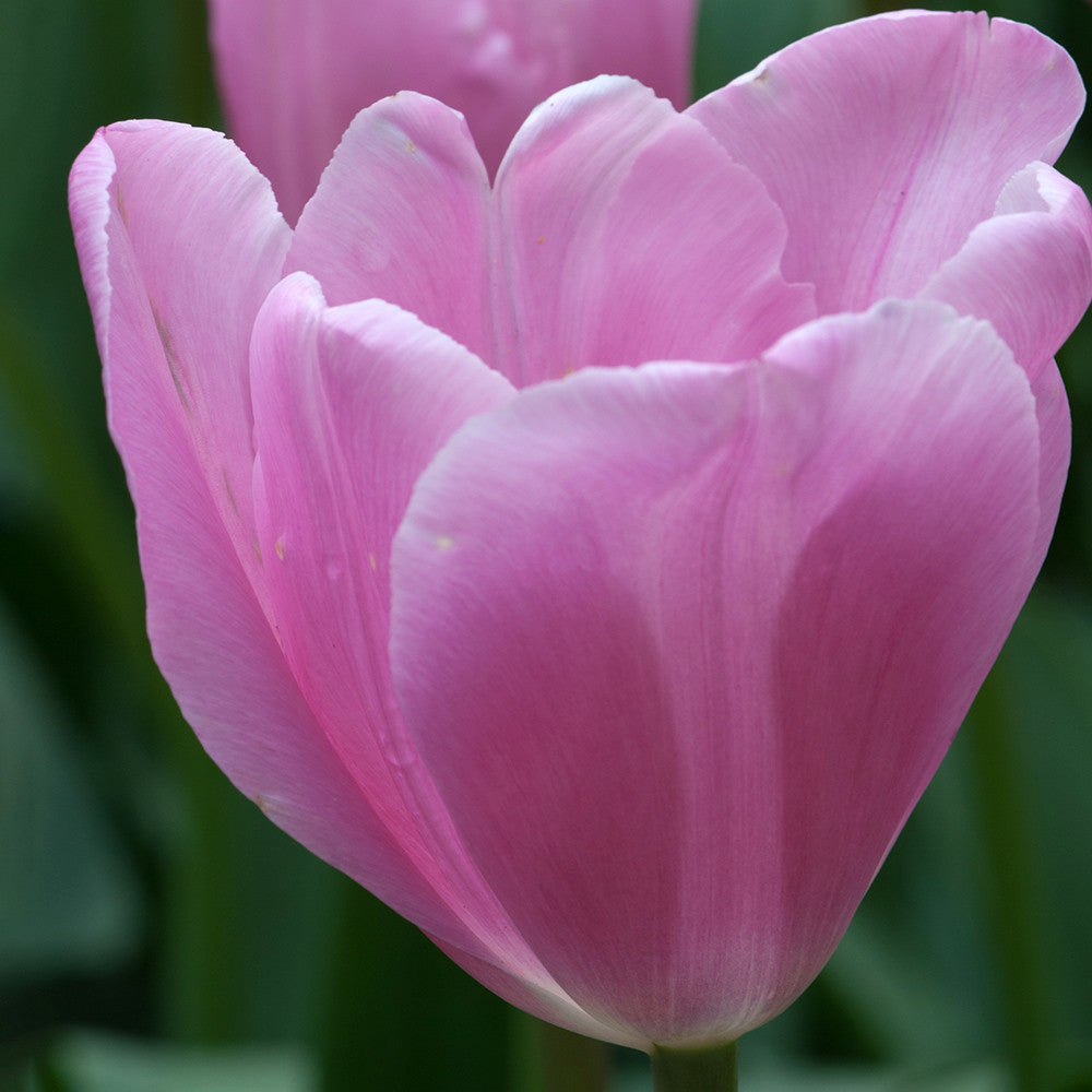 Tulip 'Mistress'
