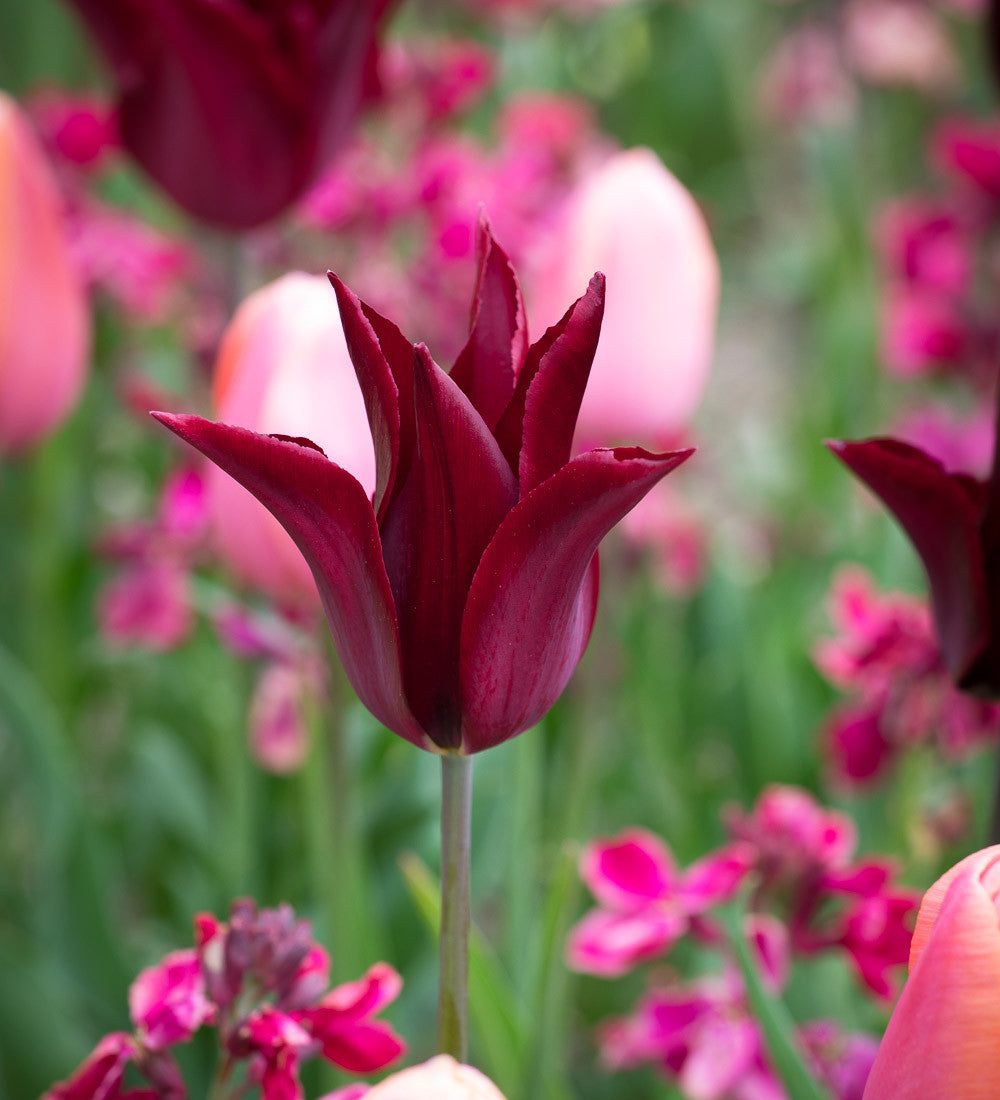 Tulip 'Sarah Raven' and 'Ballerina' Collection