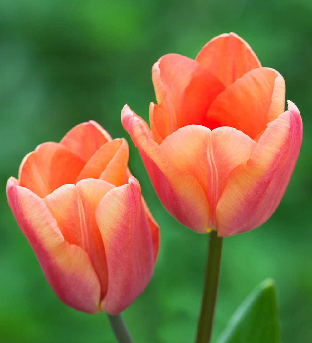 Tuscan Tulip Collection