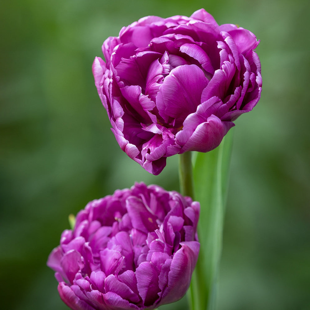 Tulip 'Blue Diamond'