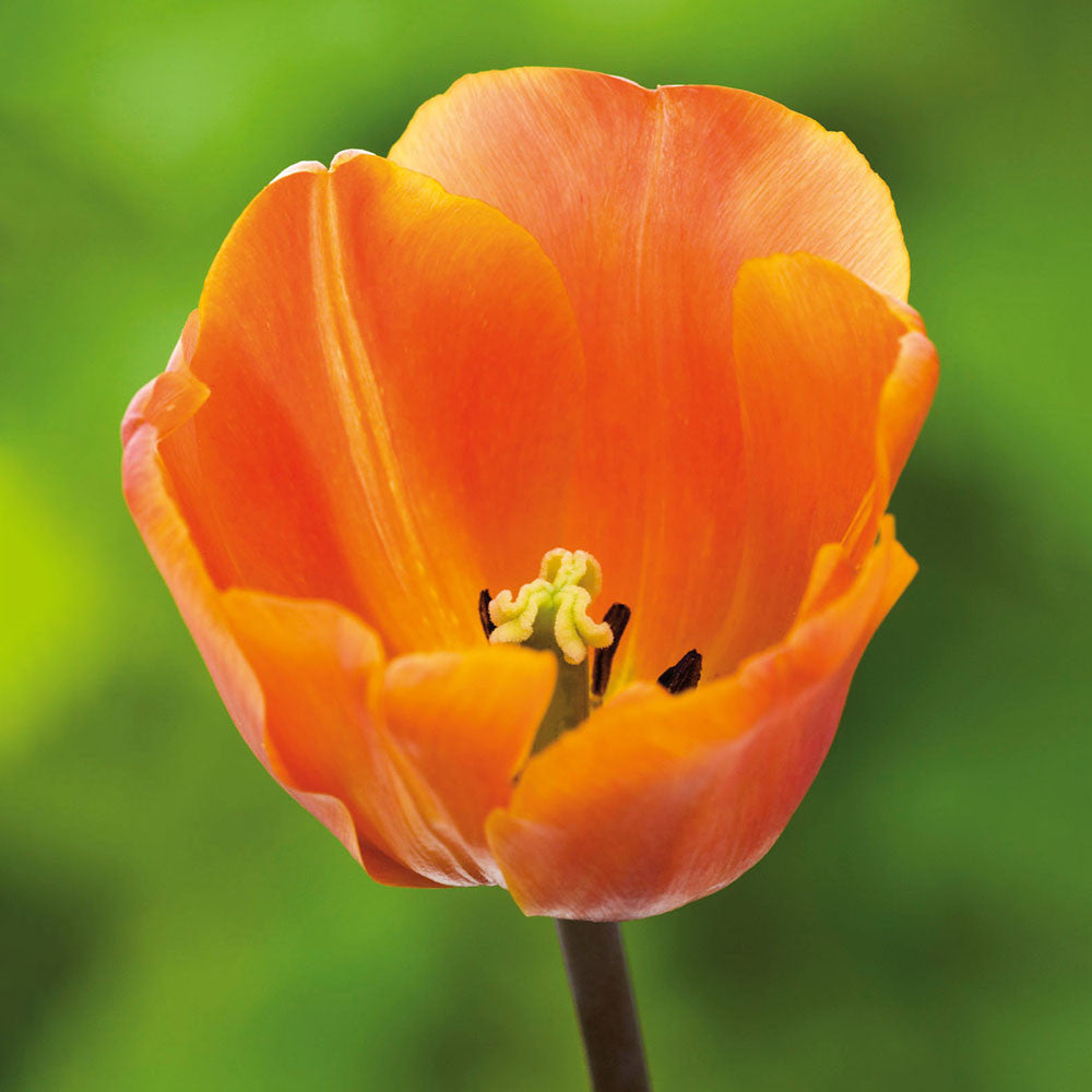 All The Way Through May Tulip Collection
