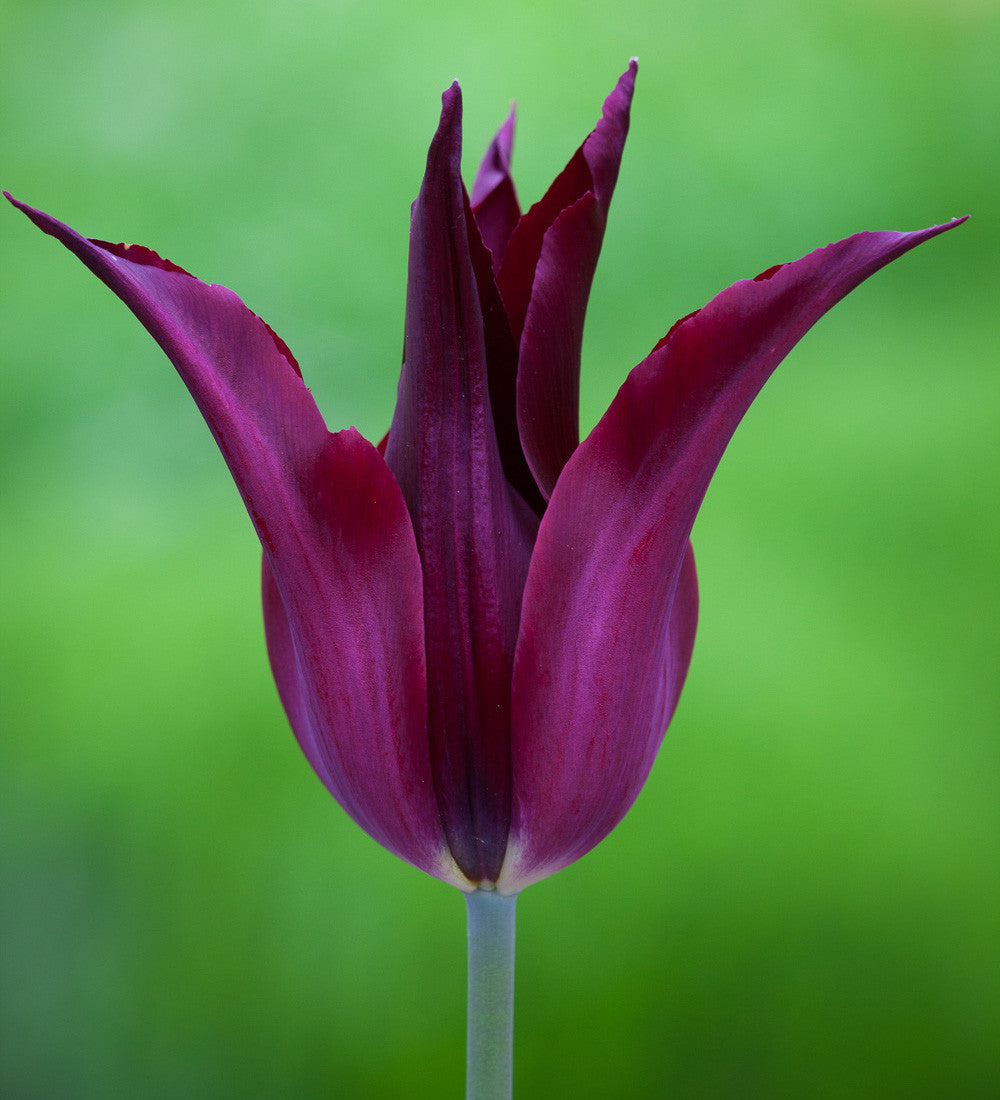 All The Way Through May Tulip Collection