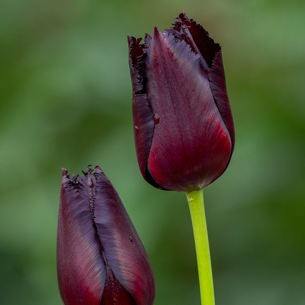 All The Way Through May Tulip Collection