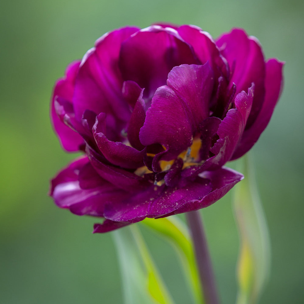 Tulip 'Showcase'