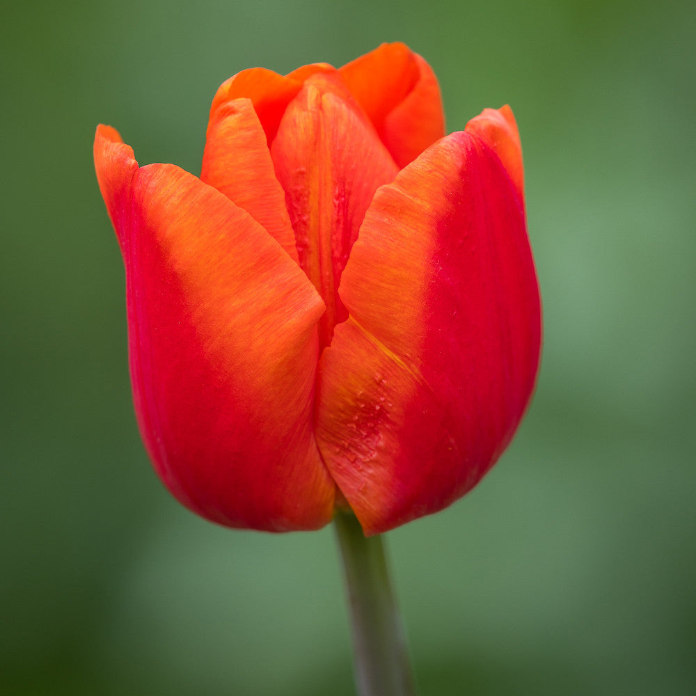 Tulip 'Cadance'