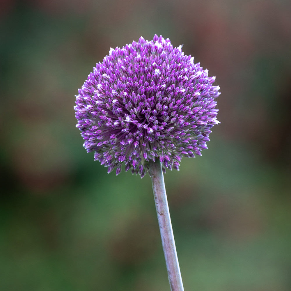 Allium stipitatum 'Summer Drummer'