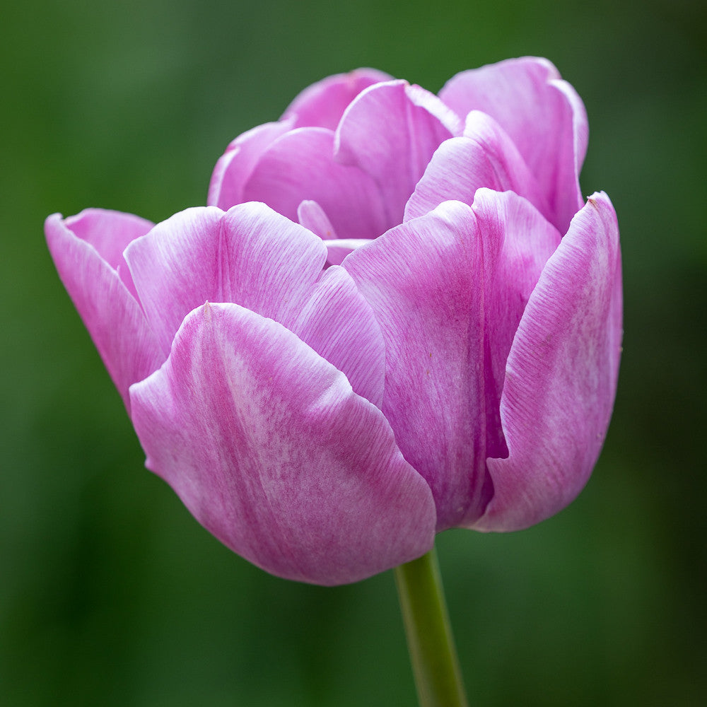 Tulip 'Double You'