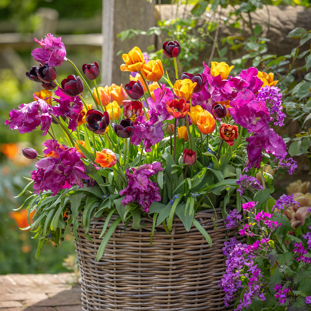 Ginger Snap Tulip Mix