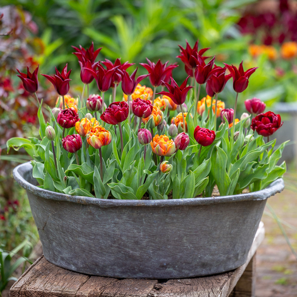 Bournville Orange Tulip Collection