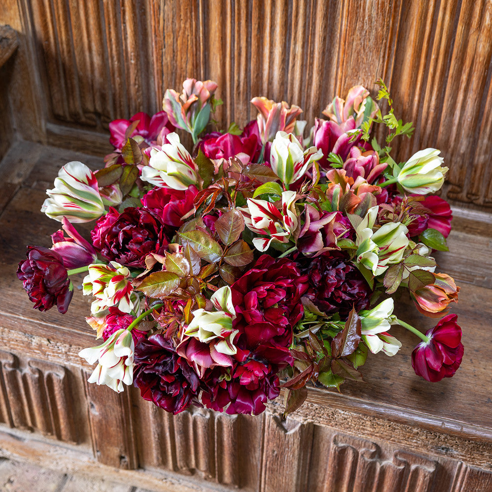 Tudor Rose Tulip Collection