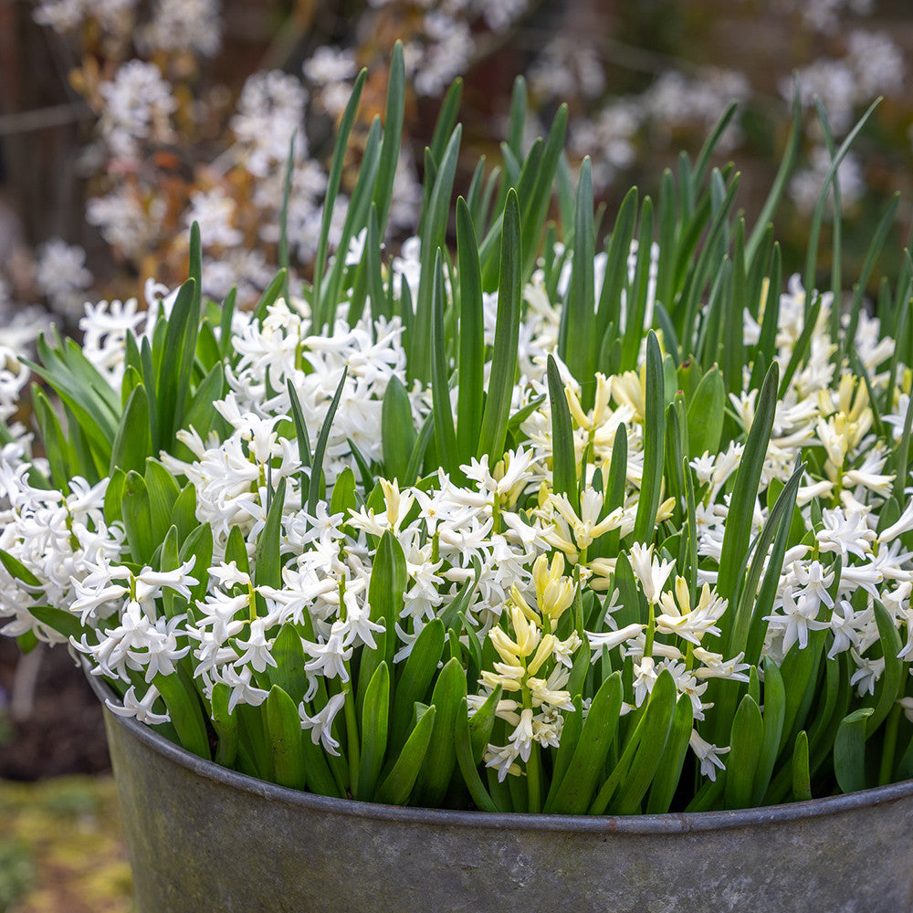 White Garden Bulb Collection