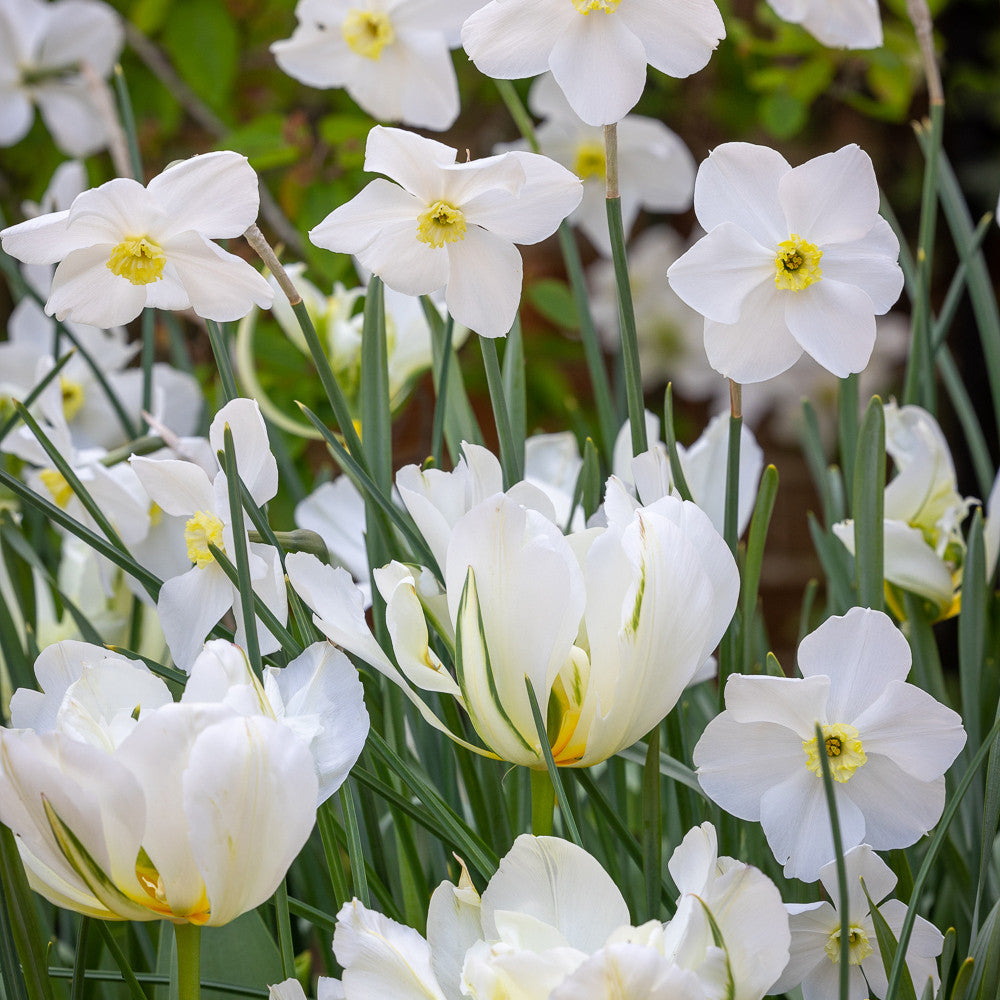 White Garden Bulb Collection