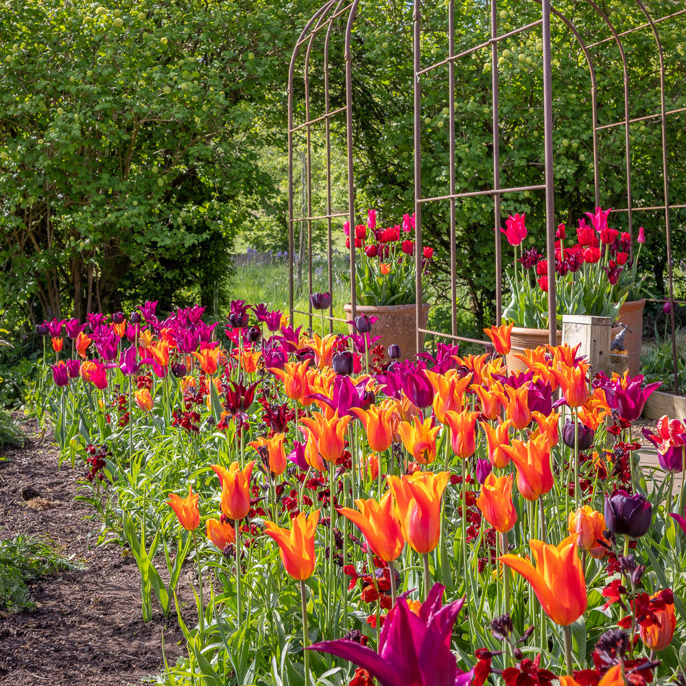 Trooping the Colour Tulip Mix