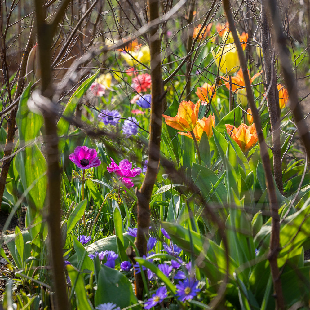 Early Spring Jewels Collection