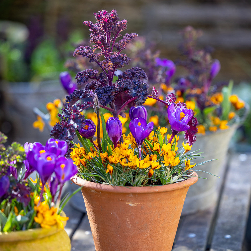 Jaffa Cake Crocus Collection