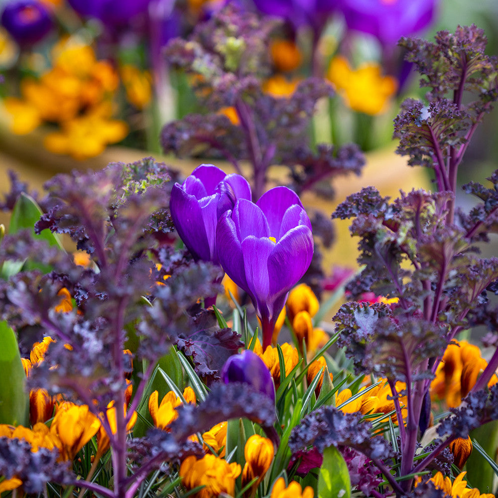 Jaffa Cake Crocus Collection