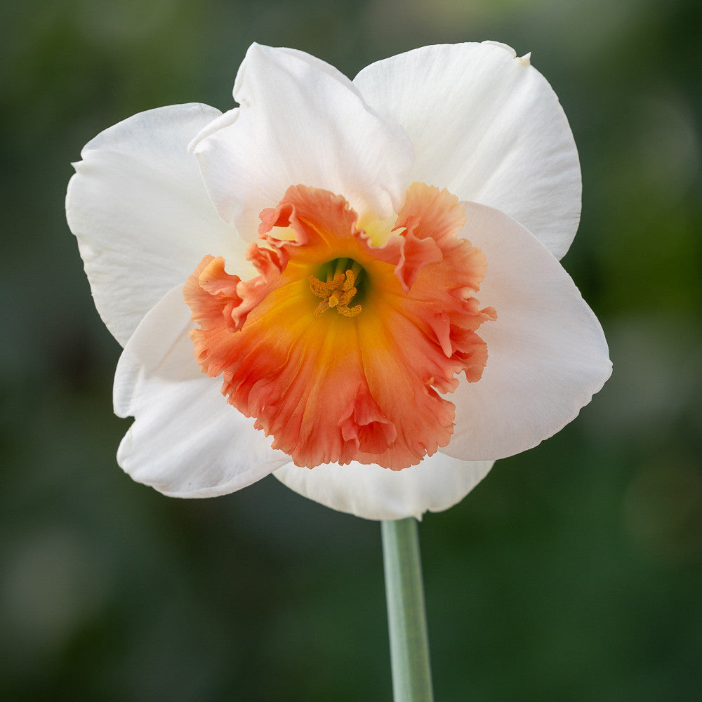 Narcissus 'Precocious'