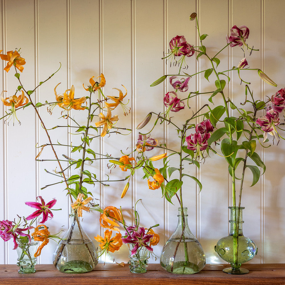 Buy Everlasting Lilies Collection | Perennial Lily Collection