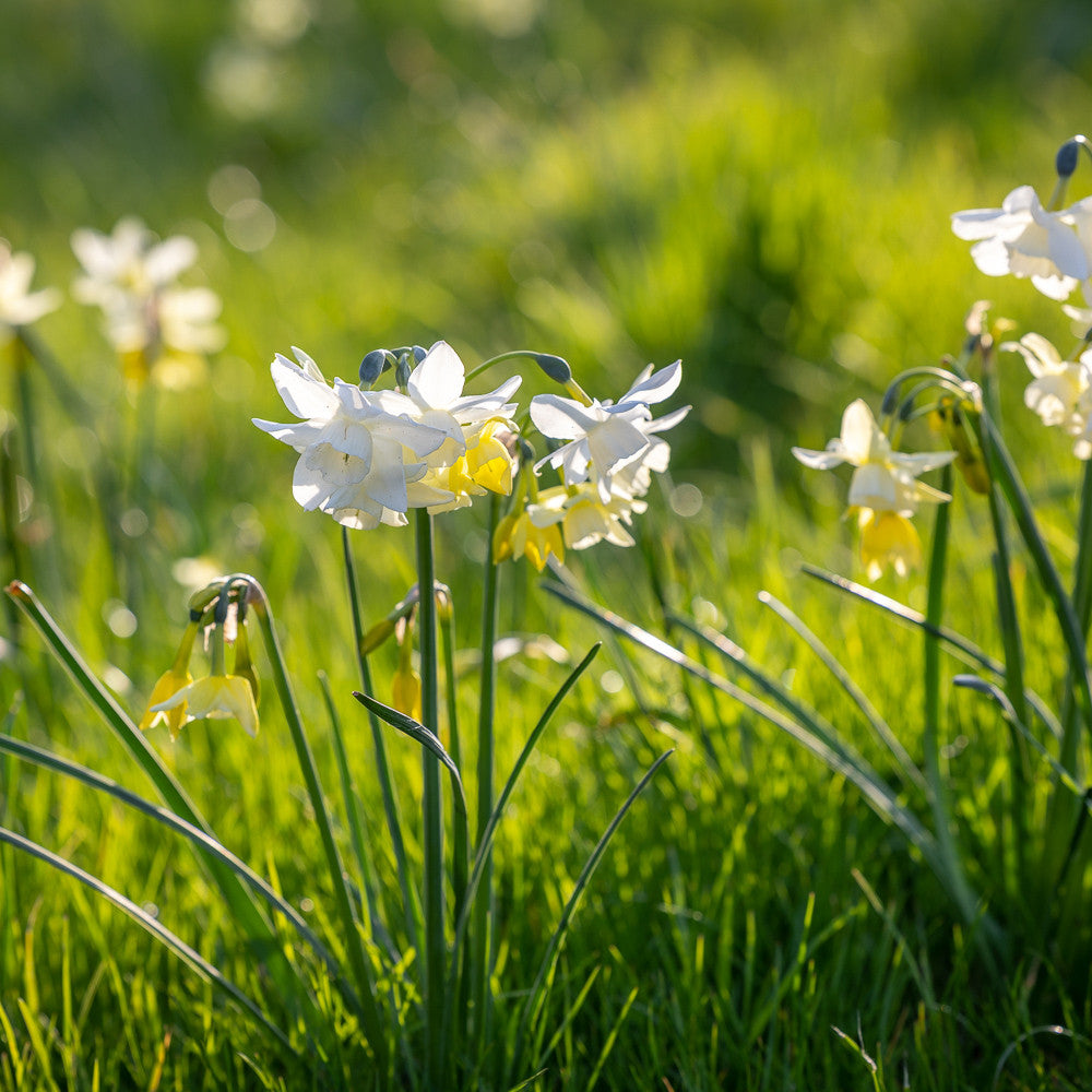 Narcissus 'Starlight Sensation'