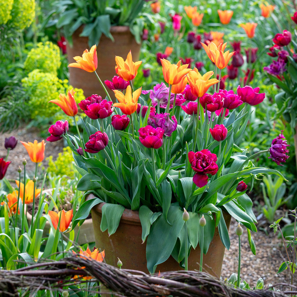 Oast Garden Tulip Collection